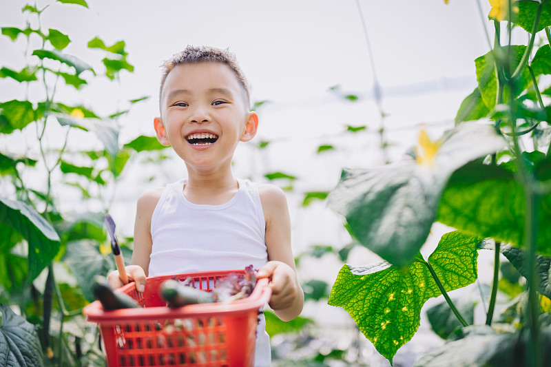 一个亚洲男孩在农场收获新鲜的蔬菜，在镜头前开心地看着图片下载
