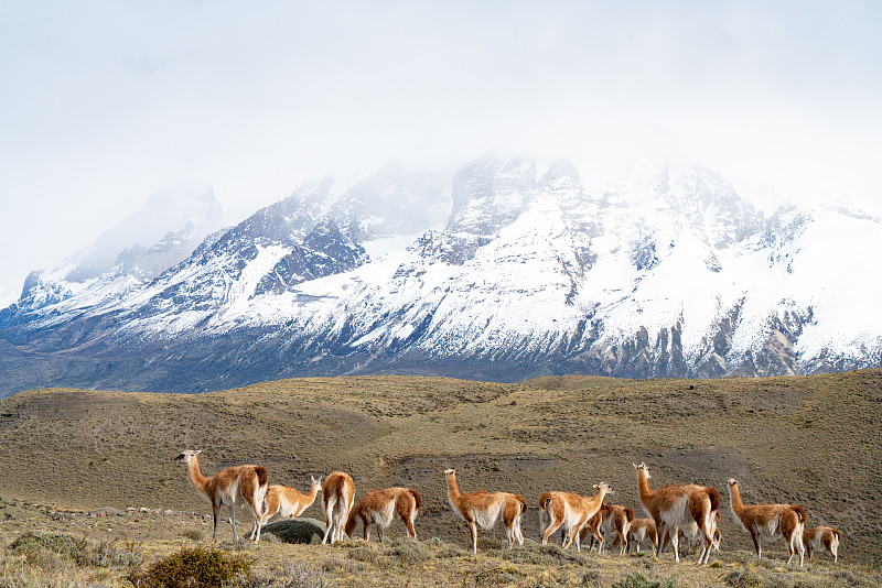 智利托雷斯·德·潘恩国家公园的大羊驼图片下载