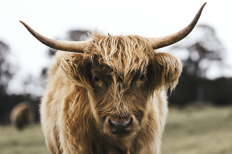 苏格兰高地人牛图片素材