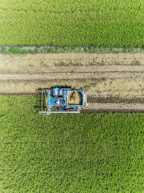 航空俯视图收割机在稻田工作，亚洲，泰国。图片下载