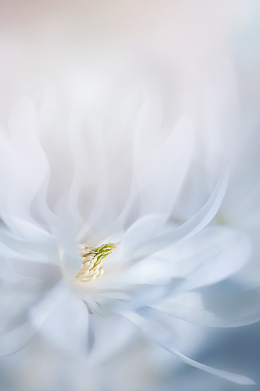特写，创意形象的美丽的春天开花，白色的玉兰星形花与浮动的花瓣图片下载