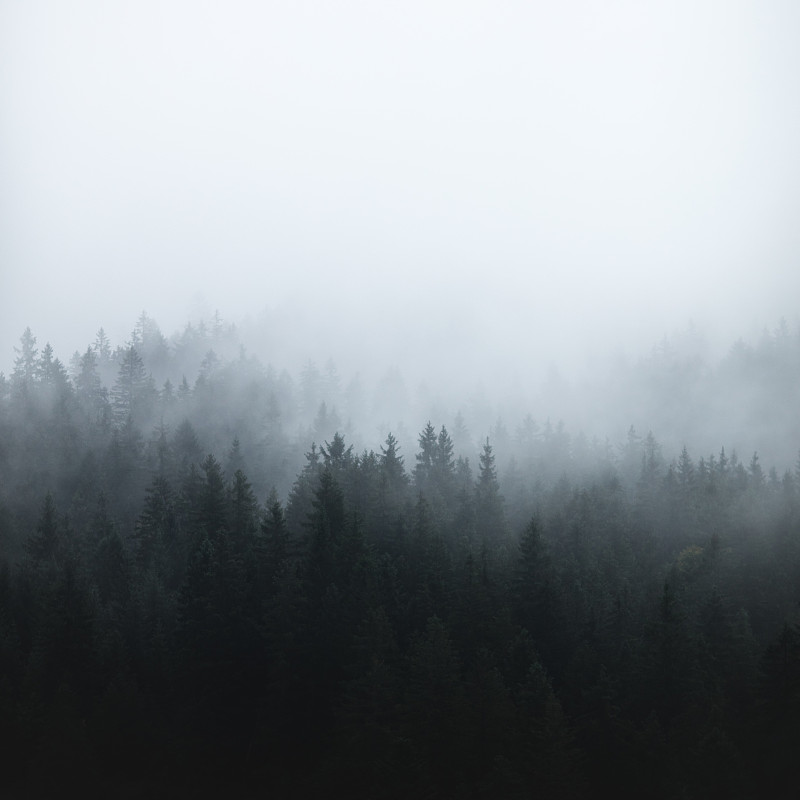森林中的迷雾图片下载