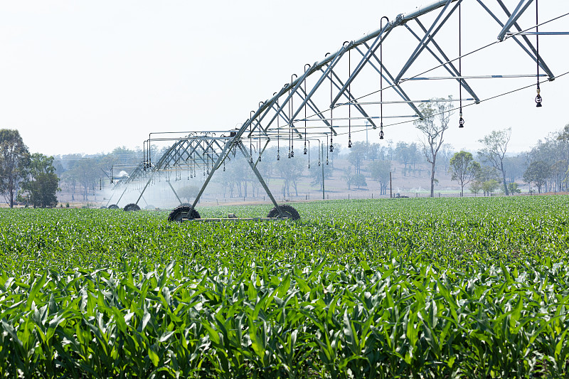 大型农业灌溉机向玉米作物喷洒水图片下载