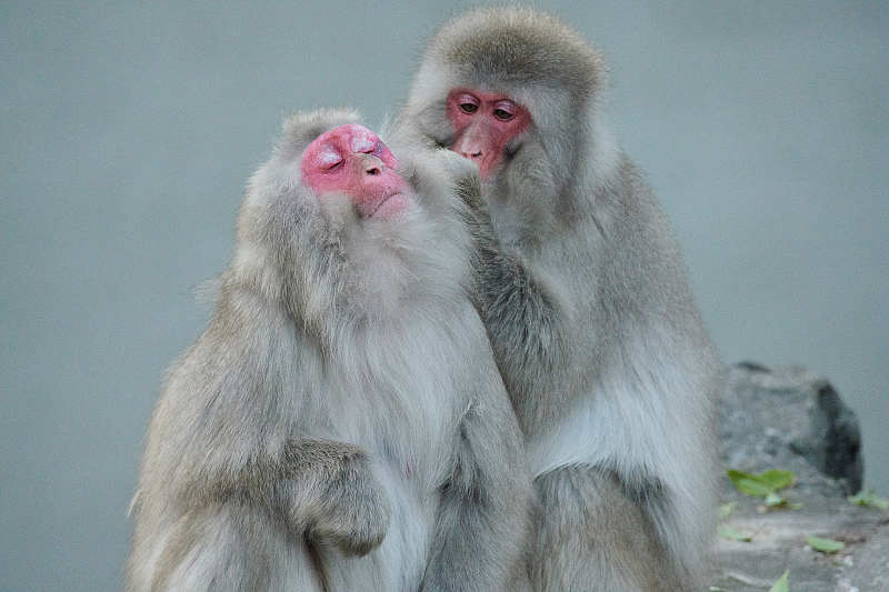 日本猴子图片下载