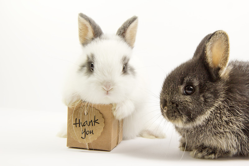 两只兔子和礼盒图片下载