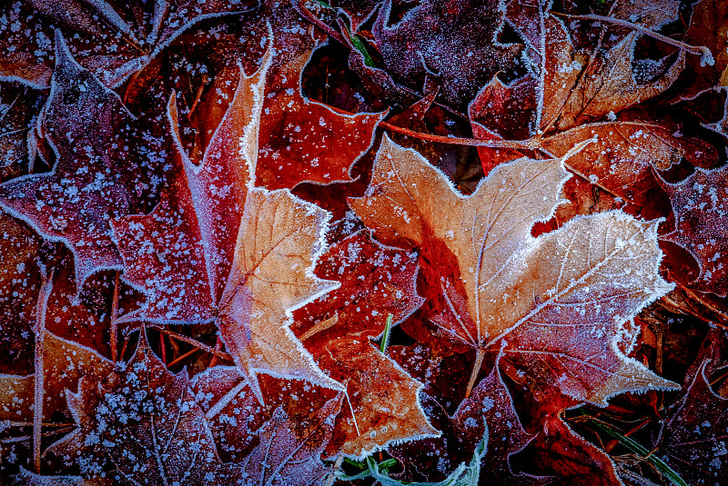 全帧拍摄的秋叶在冬天图片素材