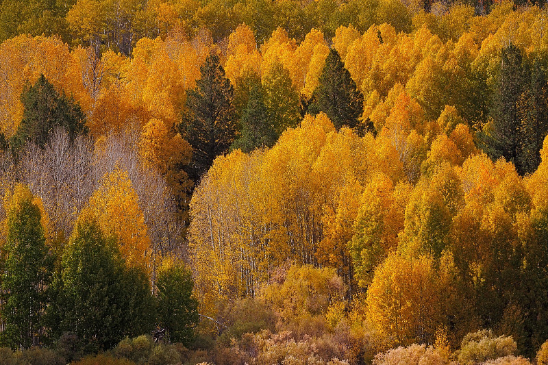 秋天在森林里的松树图片素材