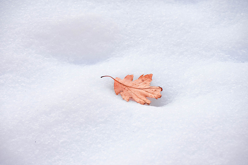 高角度的干燥树叶上的雪图片下载