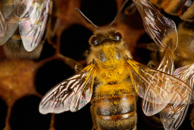 在蜂箱里被花粉覆盖的蜜蜂。图片下载