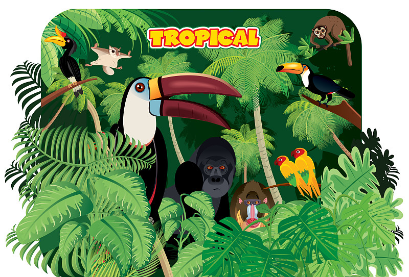 热带雨林和巨嘴鸟图片下载