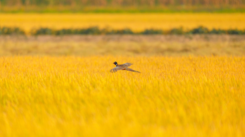 野鸡飞过金色的田野图片下载