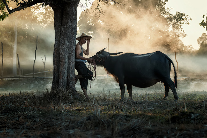 泰国农民和水牛走过田野，回家与日落，在稻田中耕作。图片下载