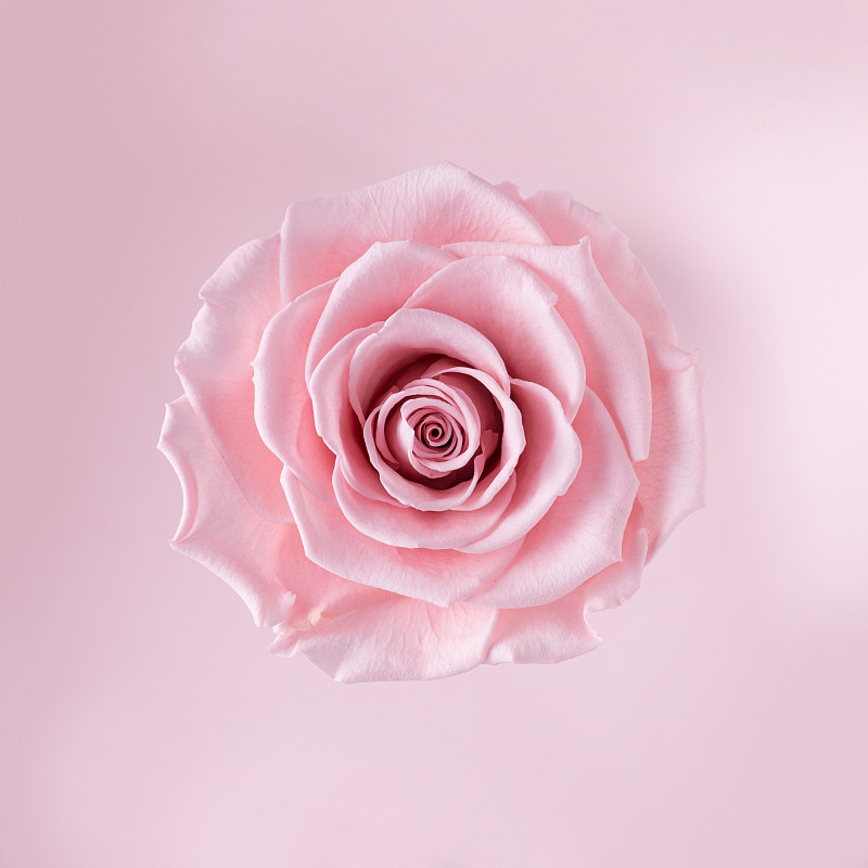 粉红玫瑰图片素材