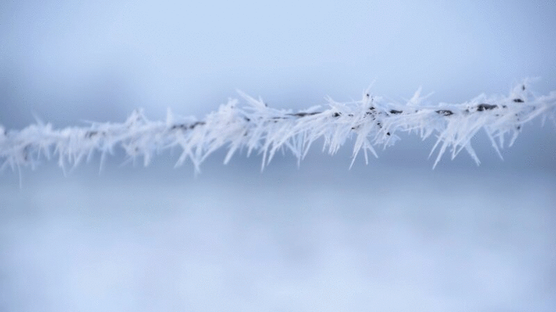 铁丝网上的霜，特写图片下载