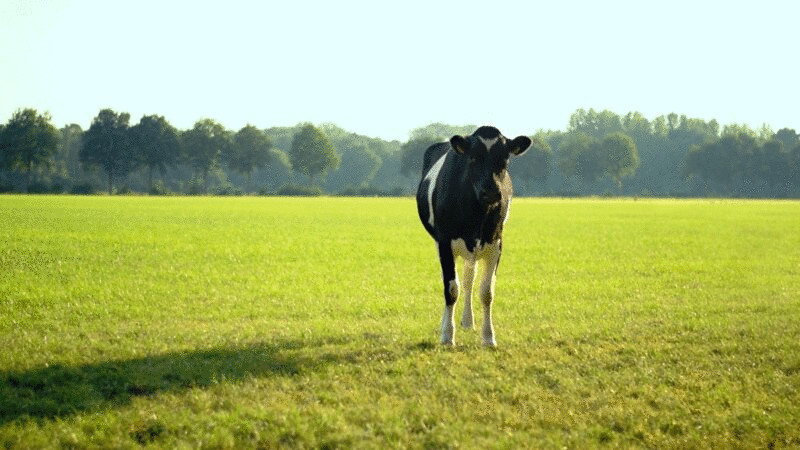 奶牛在田里摇着尾巴图片下载