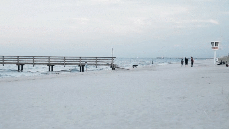 狗在海滩上抖水图片下载