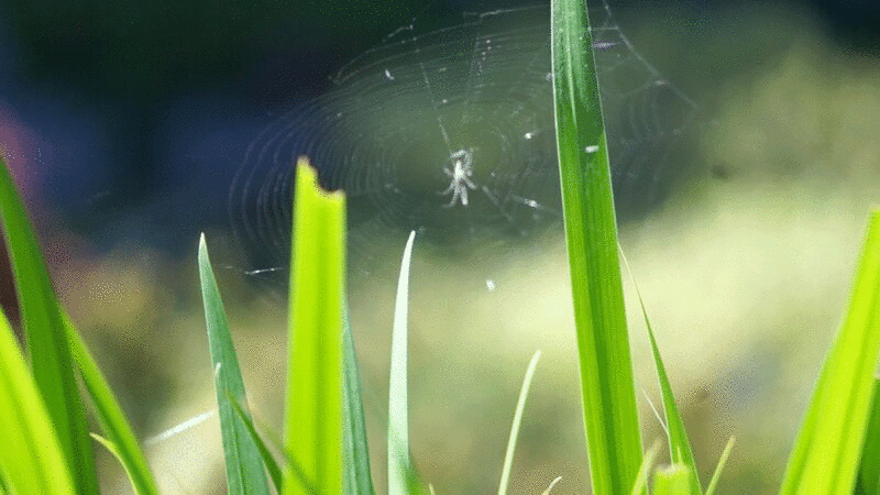 在风中飘扬的绿叶上的蜘蛛网图片下载