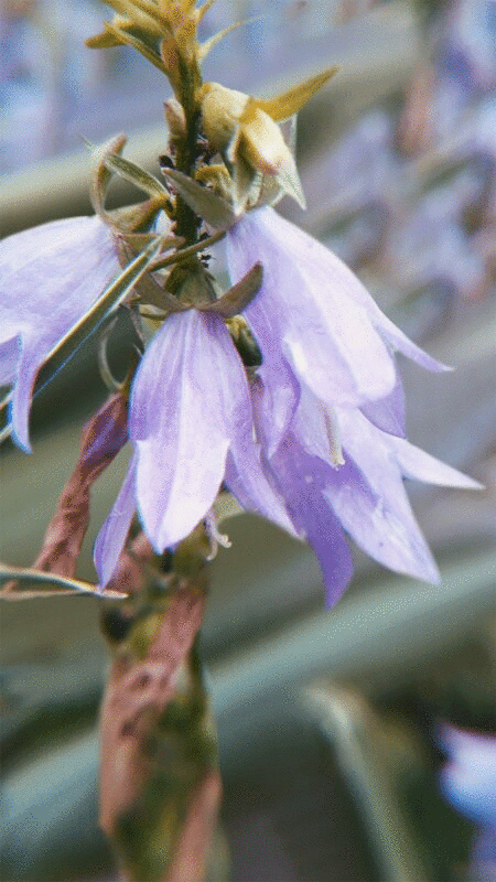 花园里的紫花图片下载