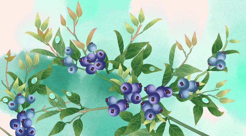 水彩风格植物蓝莓插画动图图片下载