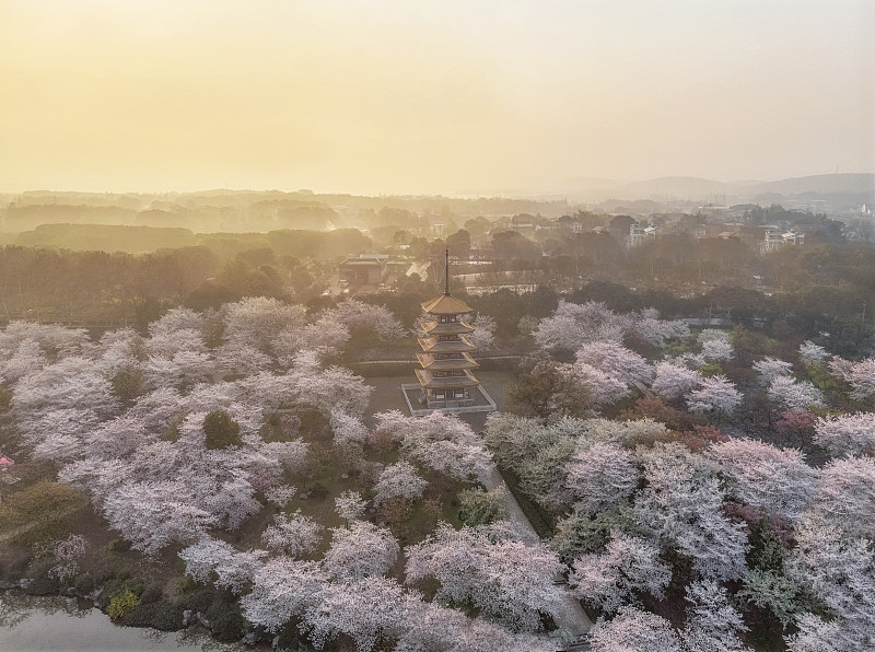 武汉东湖樱花园图片素材