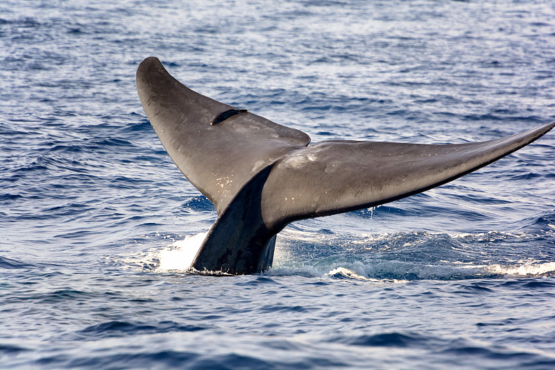 蓝鲸的尾巴伸出水面图片下载