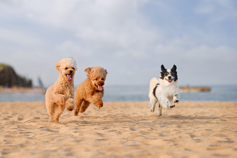 沙滩上奔跑的三只小狗图片下载