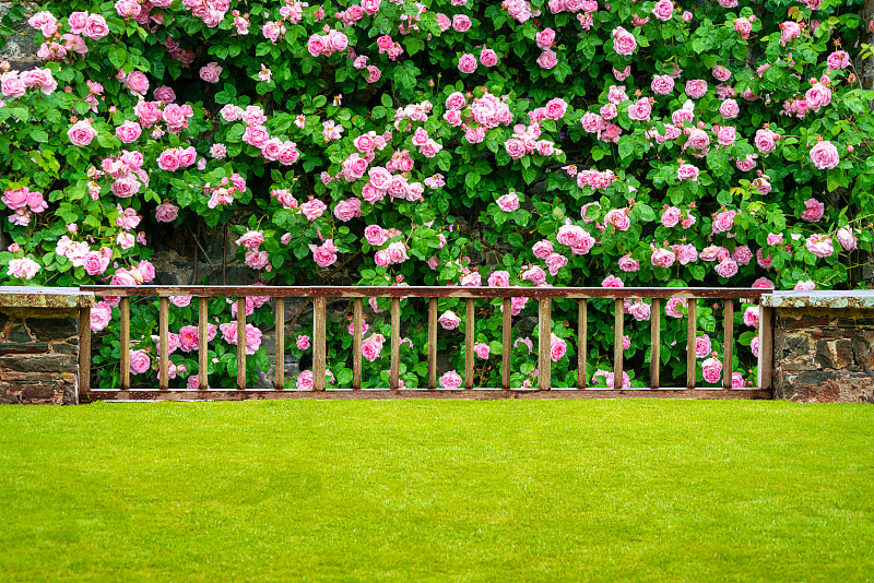 绿色草坪木制栅栏和蔷薇花墙唯美的背景图片下载