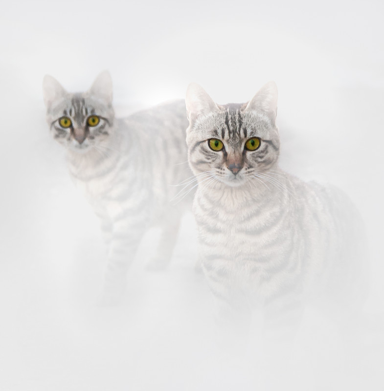 《两只猫咪》图片下载