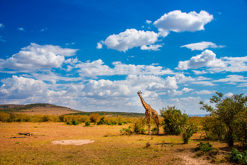 马塞马拉大草原上漂亮的长颈鹿图片素材