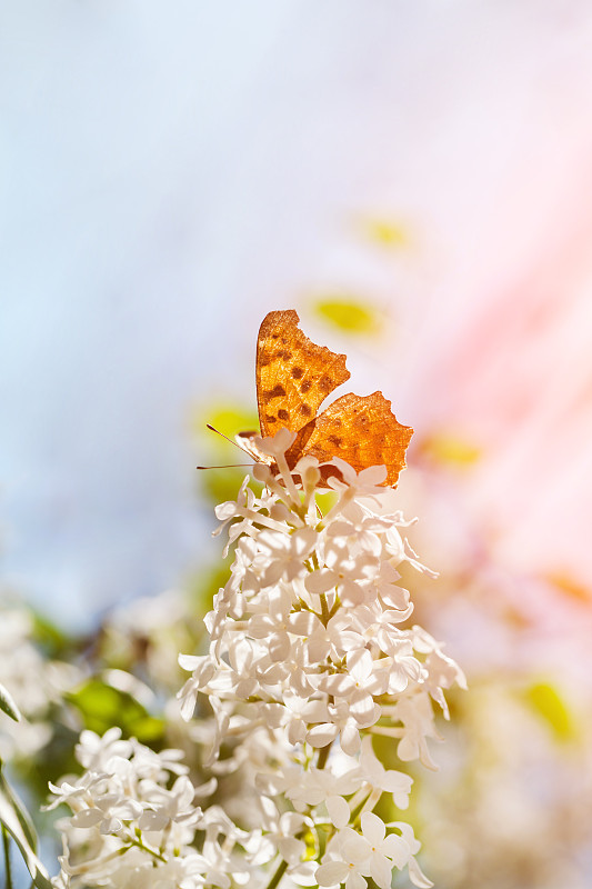 蝴蝶落在丁香花上面图片素材