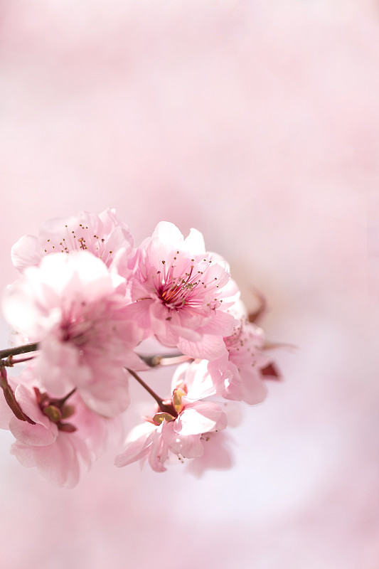 春天里的粉色花瓣特写图片素材