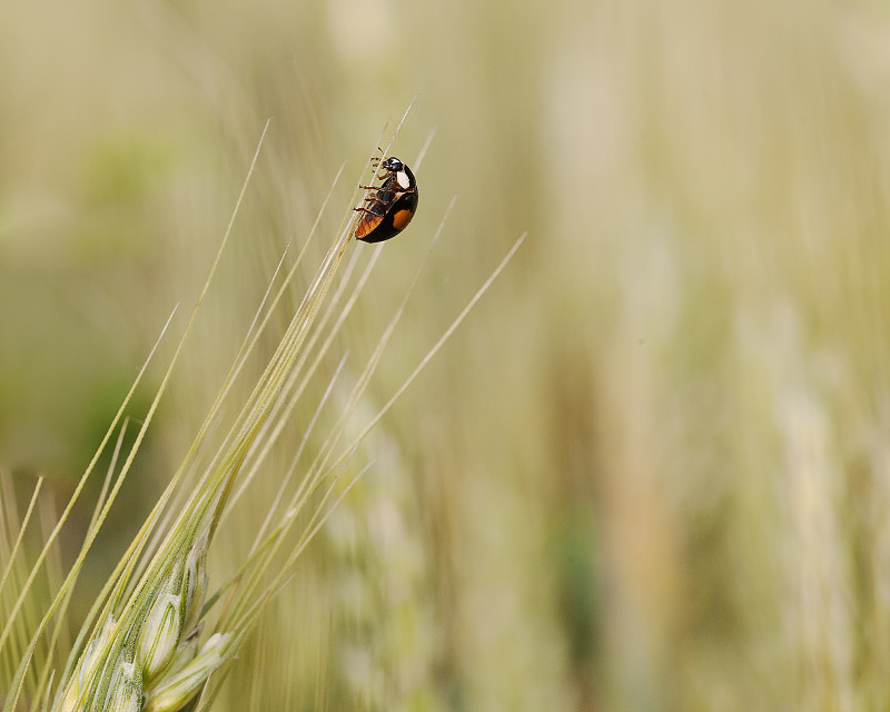 一只瓢虫爬到麦芒的顶端，犹如杂技表演图片下载