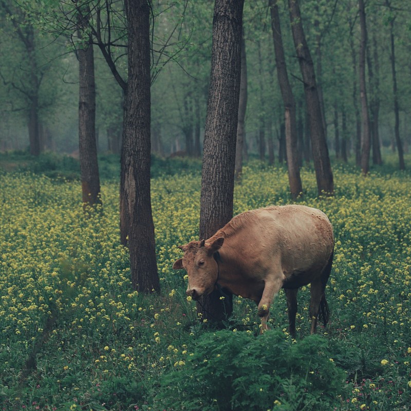 在森林的梦境里，牛哞声是呓语。图片素材