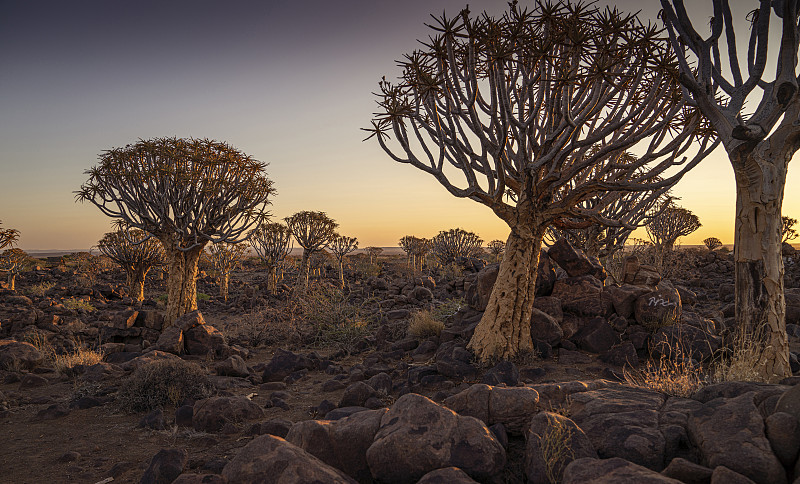 纳米比亚箭袋树林的日落图片素材