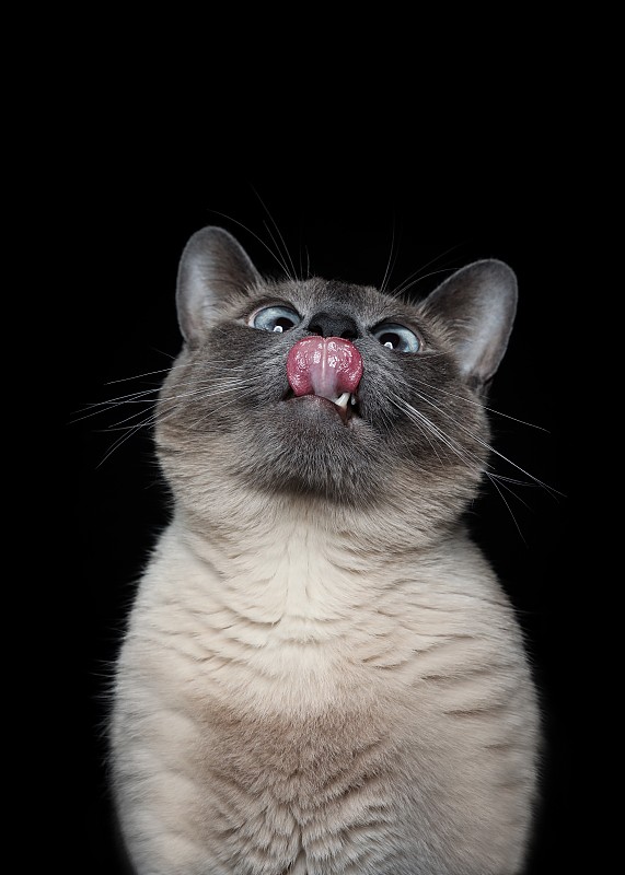暹罗猫肖像图片素材