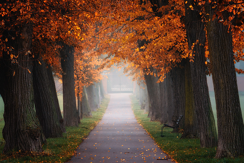 德国萨克森弗罗堡的秋天，公园里的晨雾图片素材