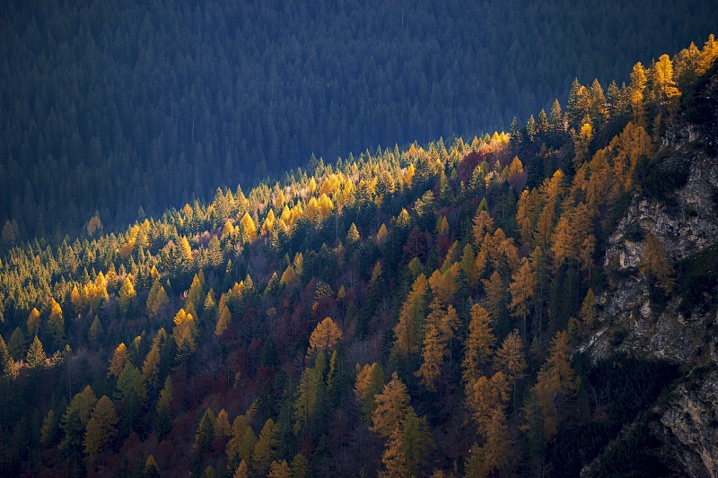 鸟瞰图上的森林斜坡，萨尔茨堡，奥地利图片素材