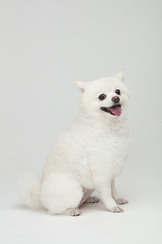 侧视图的小狗伸出舌头坐在白色的背景图片下载