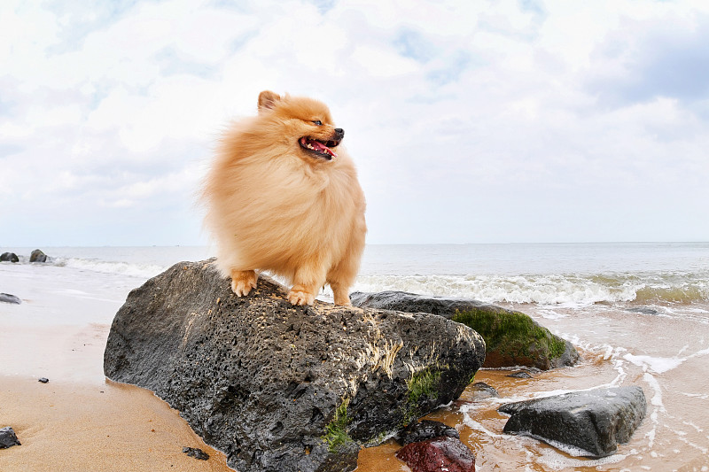 在海边的博美犬图片素材