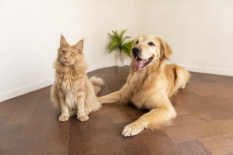 猫和狗斜坐在木地板上图片素材