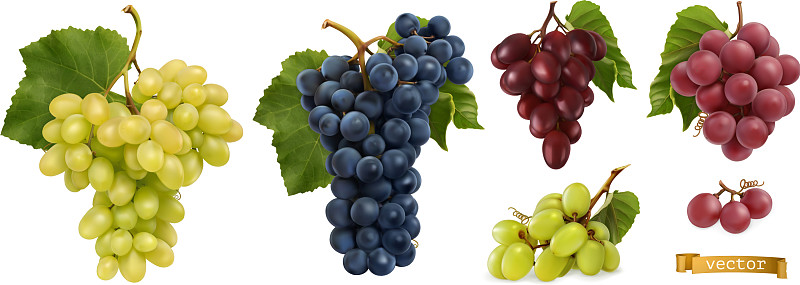 葡萄酒葡萄table葡萄新鲜水果3d逼真图片素材