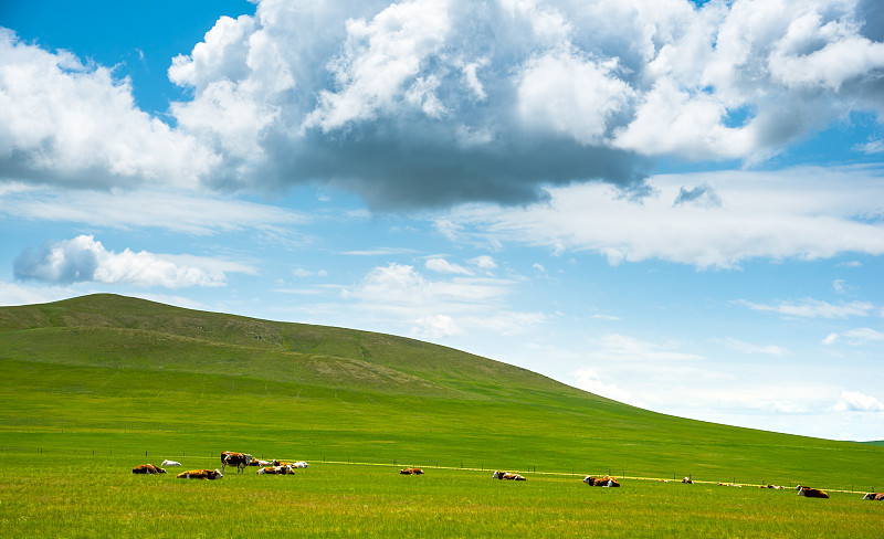 几头牛正在蓝天白云下的牧场休息图片素材