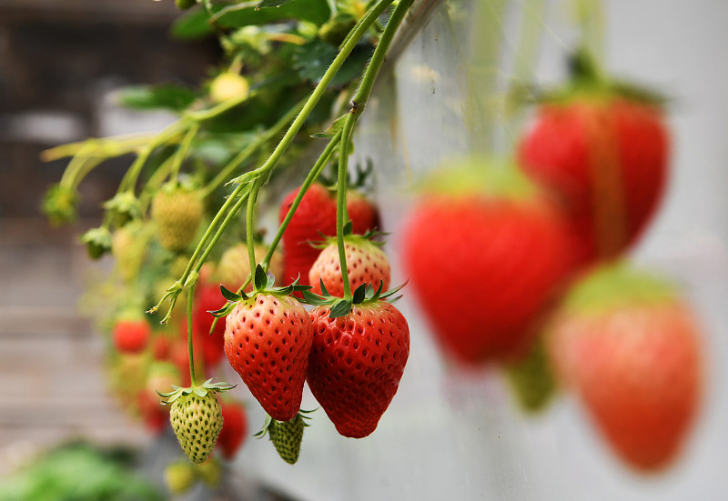 立体种植的草莓图片下载