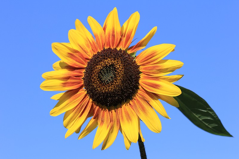 低角度的向日葵对晴朗的蓝天，马里博尔，斯洛文尼亚图片素材