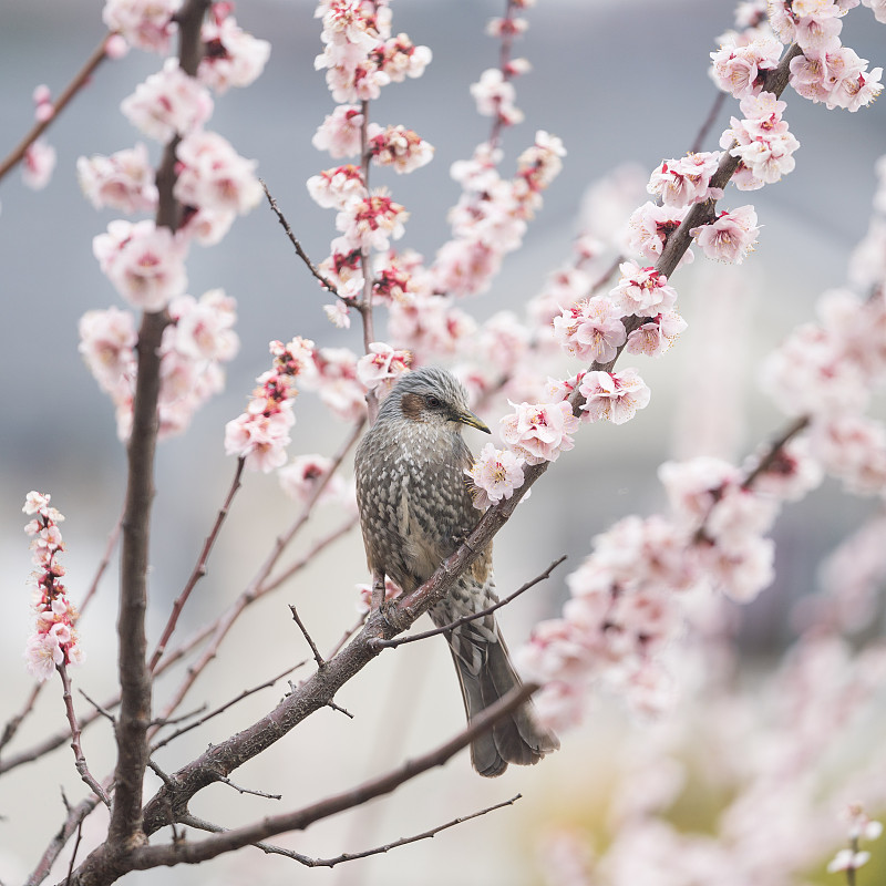 鸟栖息在樱花树上的特写图片下载
