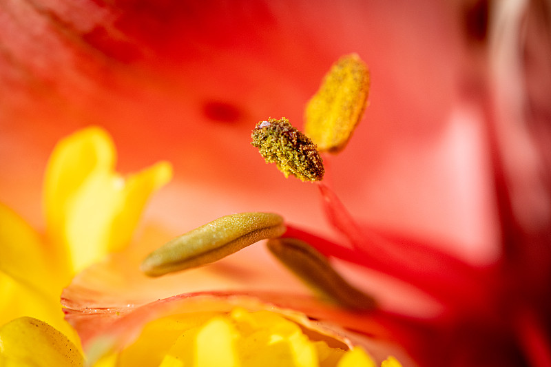 红色花朵的特写，多布罗米，乌克兰图片下载