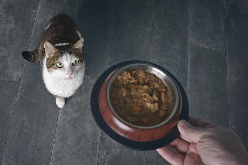德国新乌尔姆，一只在家里被喂食的猫的肖像图片下载