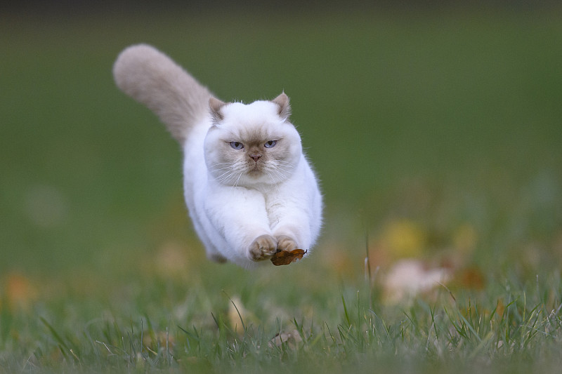 在田野上奔跑的白猫的肖像图片素材