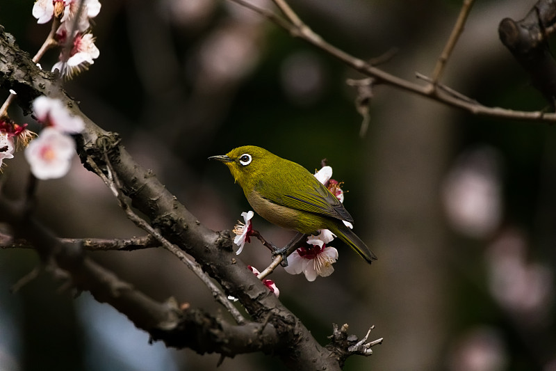 鸟栖息在树枝上的特写，东京，日本图片素材