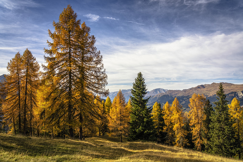 秋天，瑞士阿罗萨田野上的树木图片素材